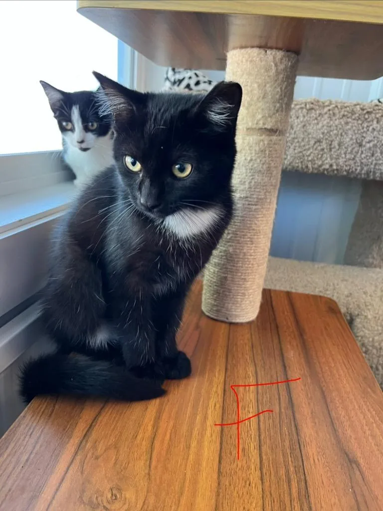 A baby medium-sized female Domestic Short Hair cat named Ember for adoption in Pierceton, IN