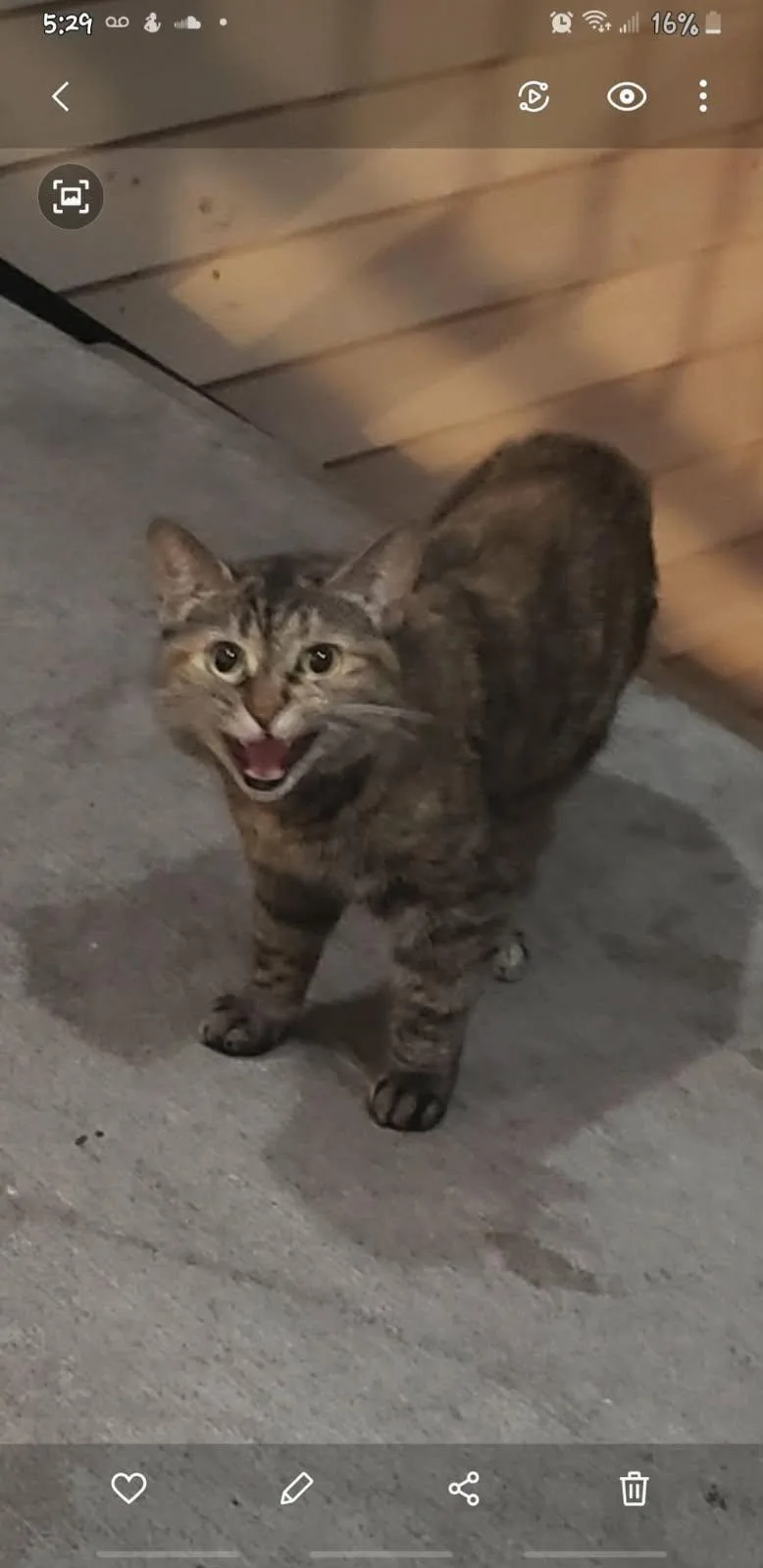 A young medium-sized female Domestic Short Hair cat named Montauk for adoption in Derwood, MD