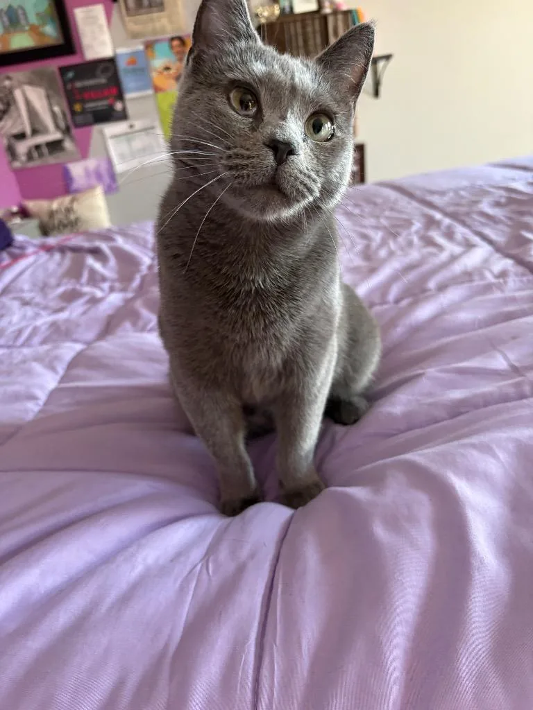 A young medium-sized female Domestic Short Hair cat named Brooke for adoption in Ballwin, MO