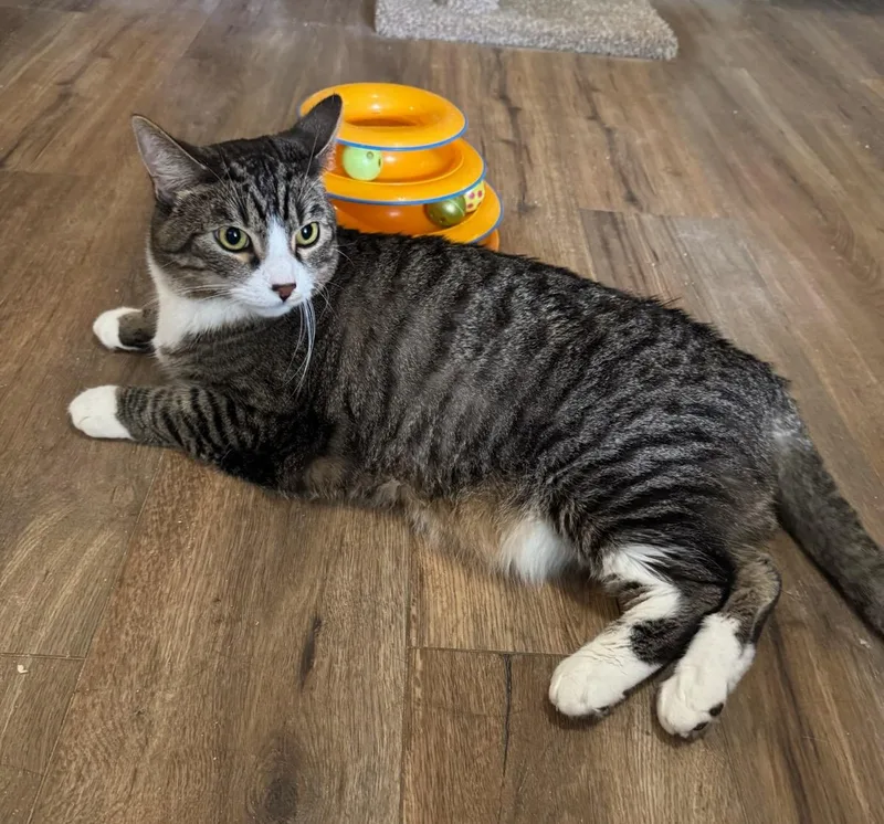 An adult small-sized male Tabby cat named Snickers for adoption in Temecula, CA