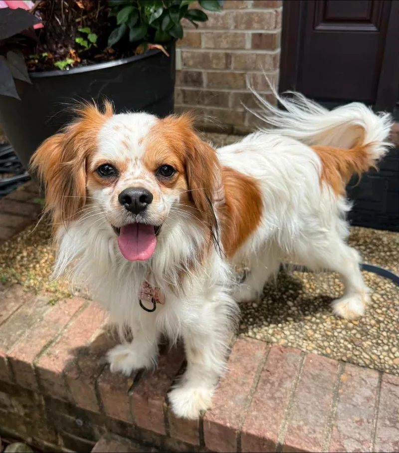 An adult small-sized male Cavalier King Charles Spaniel dog named Jitter for adoption in Yorktown, VA