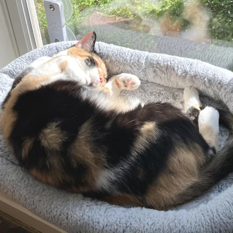 An adult medium-sized female Calico American Shorthair cat named Allie for adoption in Nashville, TN