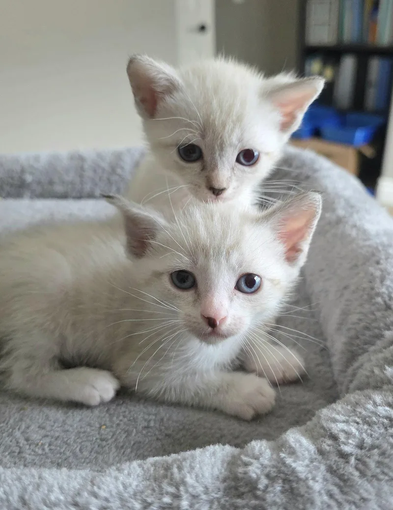 A baby medium-sized female Siamese cat named Juliet for adoption in Campbell, CA