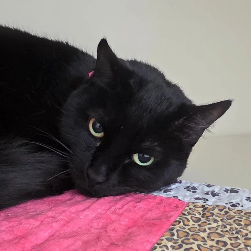 An adult medium-sized female Black Domestic Short Hair cat named Bimchi for adoption in Albuquerque, NM