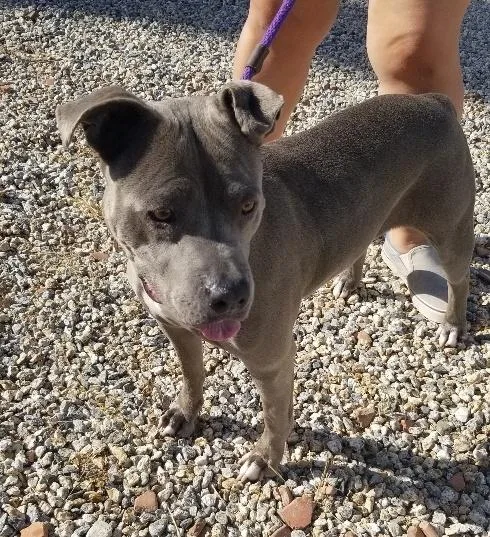 An adult medium-sized female Gray / Blue / Silver Pit Bull Terrier dog named Meera for adoption in Ventura, CA