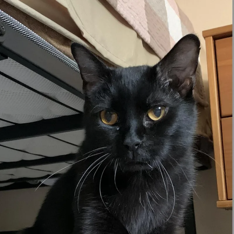 Bean Sprout thumbnail 2