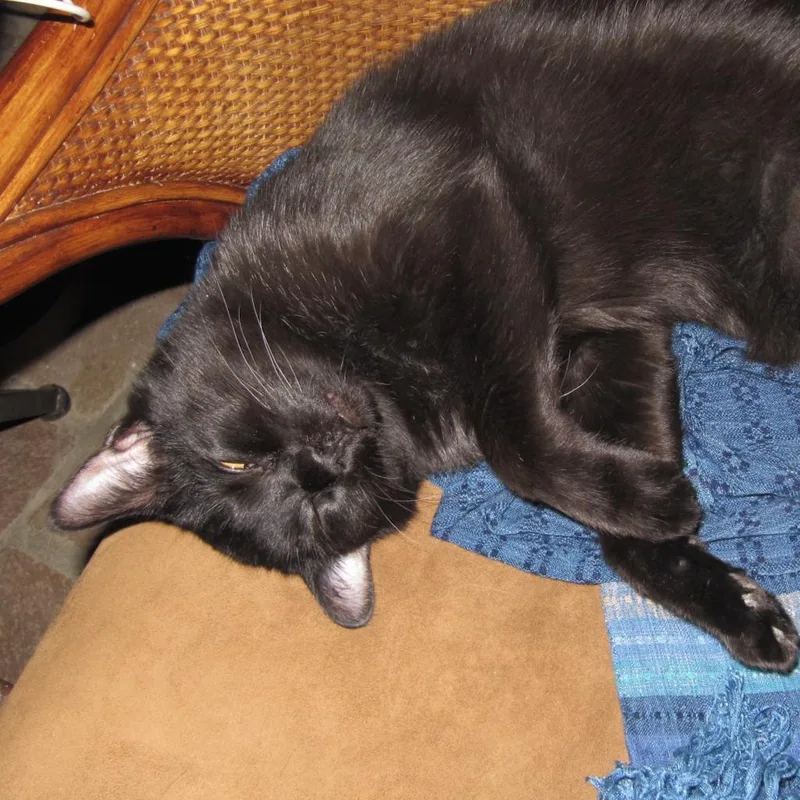 Bean Sprout thumbnail 3