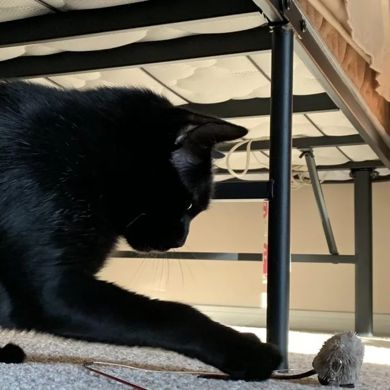 Bean Sprout thumbnail 5