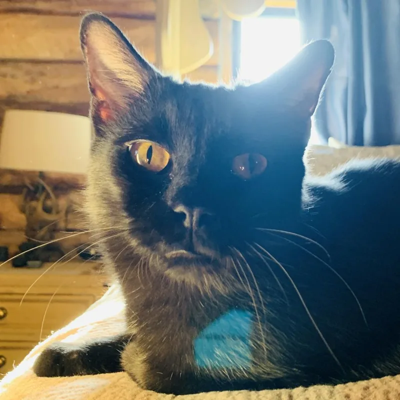 Bean Sprout thumbnail 6