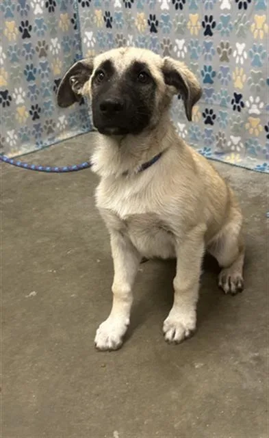 A baby small-sized female Black Mouth Cur dog named Aurora for adoption in Rosenberg, TX