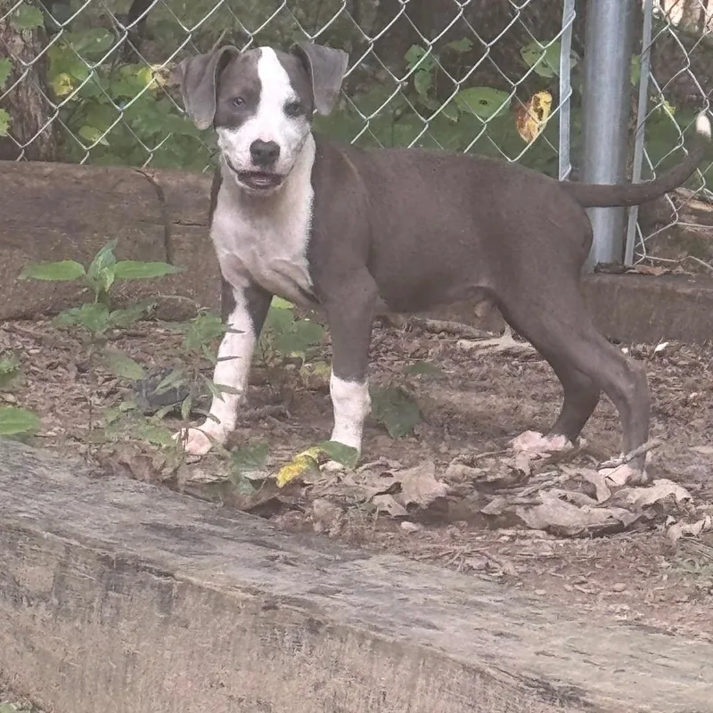 A baby small-sized male Black Pit Bull Terrier dog named Father John Misty for adoption in Parrish, AL