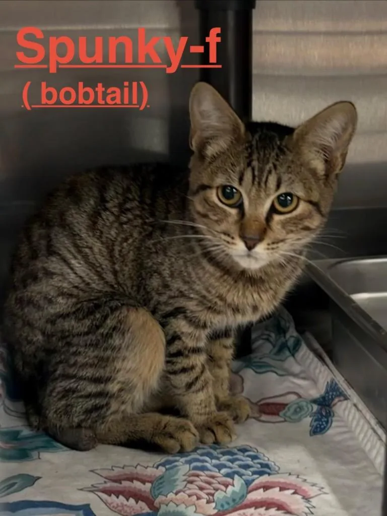 A baby small-sized male Tabby cat named Spunky for adoption in Brookhaven, MS