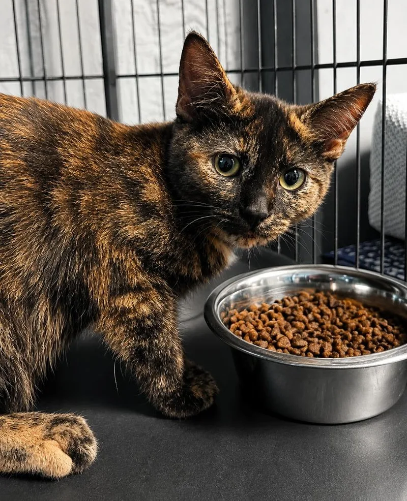 A baby medium-sized female Domestic Short Hair cat named Millie for adoption in Warren, MI