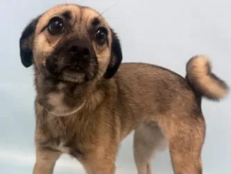 An adult small-sized female Pug dog named Paola for adoption in Golden Valley, MN