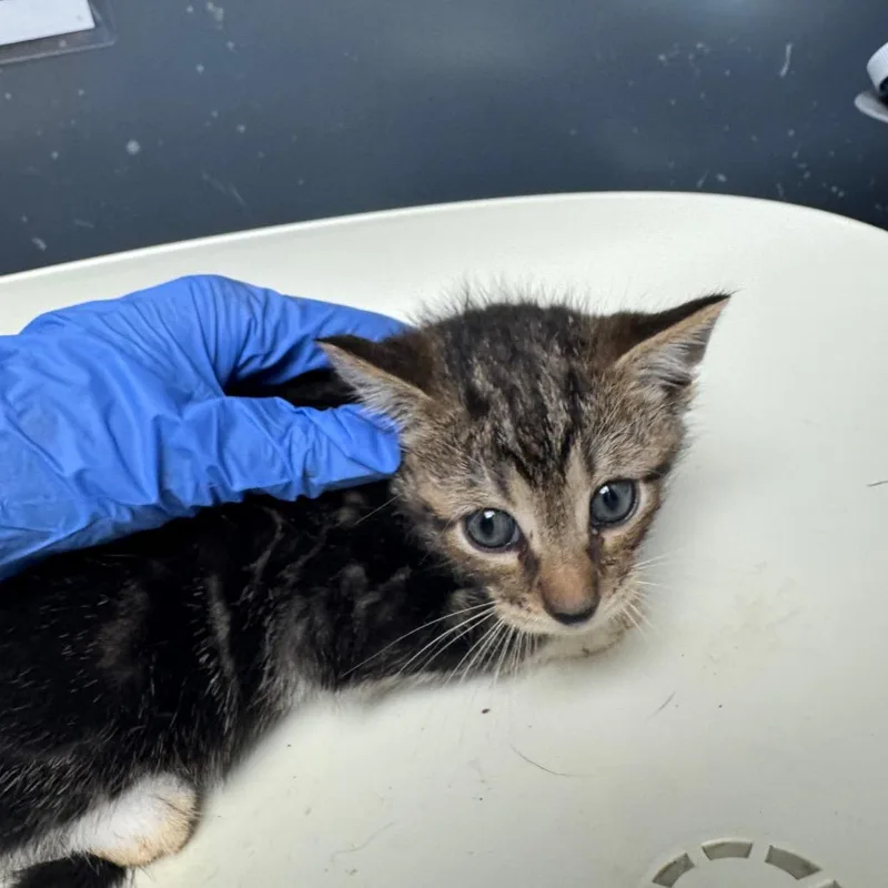 A baby small-sized male Gray / Blue / Silver Domestic Short Hair cat named Strayturnerroad_ for adoption in Columbus, GA