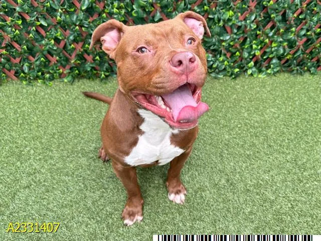 A young large-sized male Mixed Breed dog named Chili Con Carne for adoption in West Palm Beach, FL