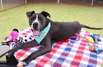 A young large-sized male Mixed Breed dog named Hank for adoption in Athens, GA