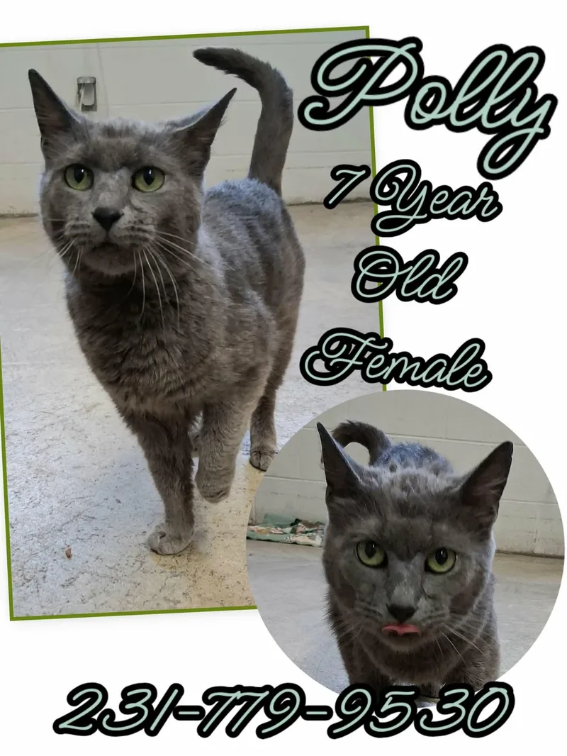 An adult medium-sized female Domestic Short Hair cat named Polly for adoption in Cadillac, MI