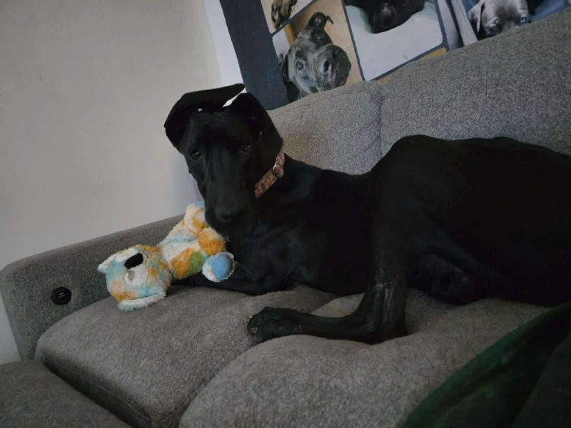 A young large-sized female Great Dane dog named Surprise for adoption in Mesa, AZ