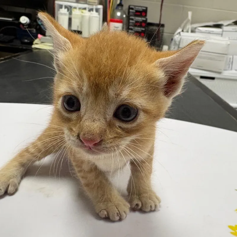 A baby small-sized male Orange / Red Domestic Short Hair cat named Berma for adoption in Lufkin, TX