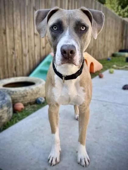 An adult medium-sized male Mixed Breed dog named Klinger for adoption in Washington, DC