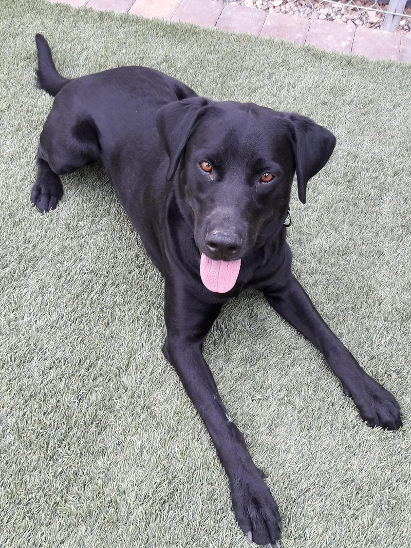 An adult large-sized male Black Labrador Retriever dog named Astro for adoption in Mesquite, NV