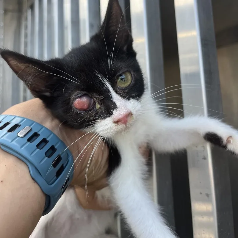 A baby small-sized female Domestic Medium Hair cat named Hamburgler for adoption in Chattanooga, TN