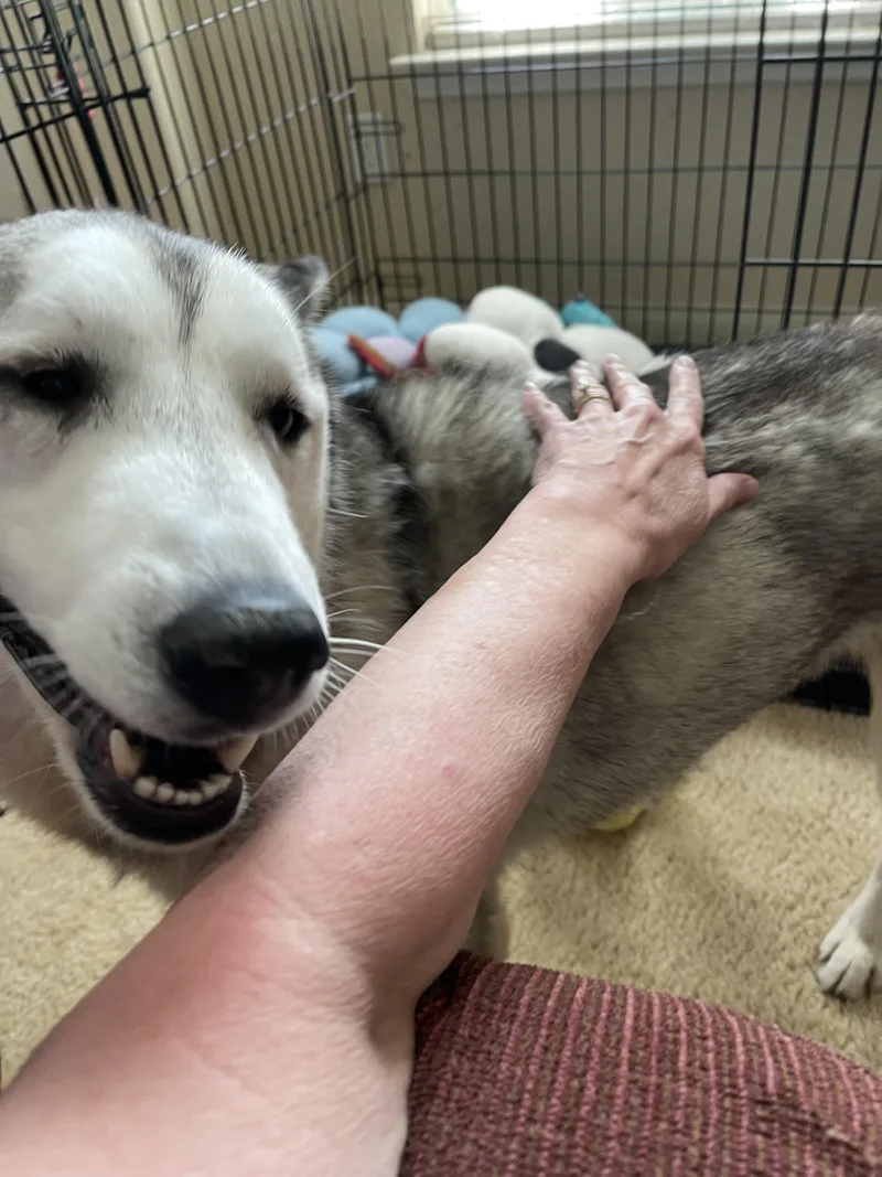 An adult medium-sized male Siberian Husky dog named Soda Pop for adoption in Sumter, SC