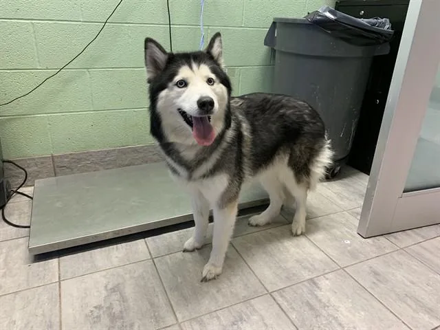 An adult large-sized female Siberian Husky dog named Sky for adoption in Grand Prairie, TX