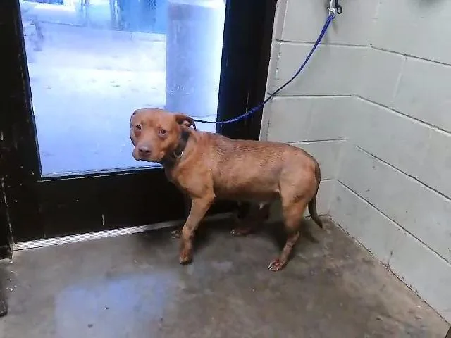 An adult large-sized female Pit Bull Terrier dog named Anonymous for adoption in Tulsa, OK