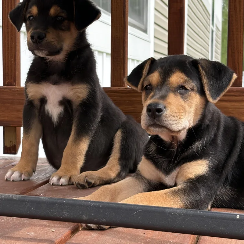 Monsoon