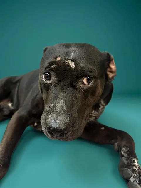 An adult large-sized male Mixed Breed dog named Clay for adoption in Jacksonville, FL