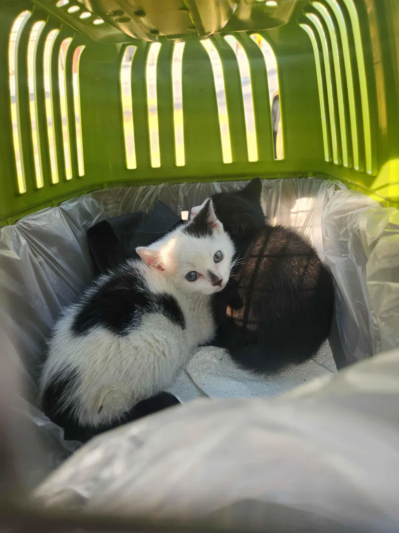A baby small-sized female Black & White / Tuxedo American Shorthair cat named Yin & Yang for adoption in Florham Park, NJ
