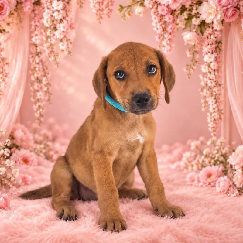 A baby small-sized female Black Mouth Cur dog named Brandy for adoption in Lufkin, TX
