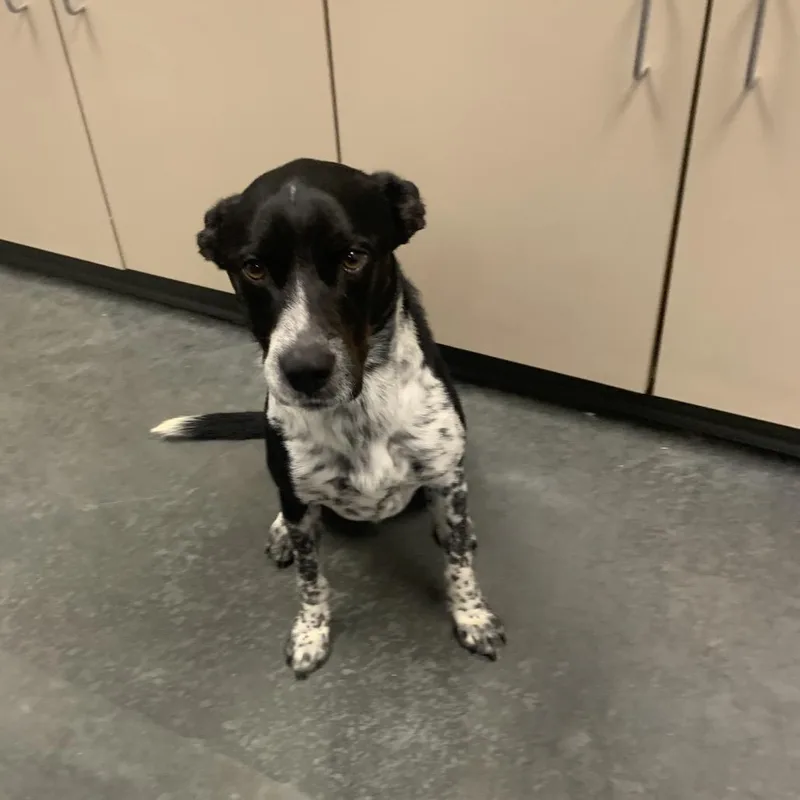 An adult medium-sized male Black Mixed Breed dog named Remi for adoption in Dickinson, TX