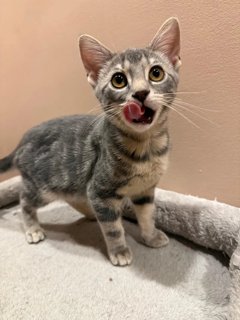 A baby medium-sized male Tabby (Gray / Blue / Silver) Domestic Short Hair cat named Chive for adoption in Mokena, IL