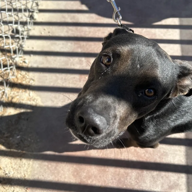 A young small-sized male Black Mixed Breed dog named Dexter  Dunkin for adoption in Palm Springs, CA