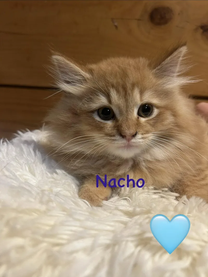 A baby medium-sized male Orange / Red Maine Coon cat named Nacho for adoption in Absecon, NJ