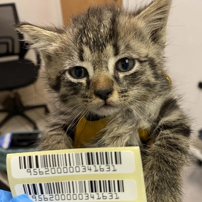 A baby small-sized male Domestic Short Hair cat named Sweet Potato for adoption in Charleston, WV