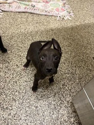 A baby small-sized male Mixed Breed dog named Willis for adoption in Westland, MI