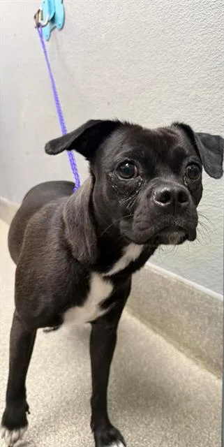 A young small-sized female Pug dog named Rain for adoption in Las Vegas, NV