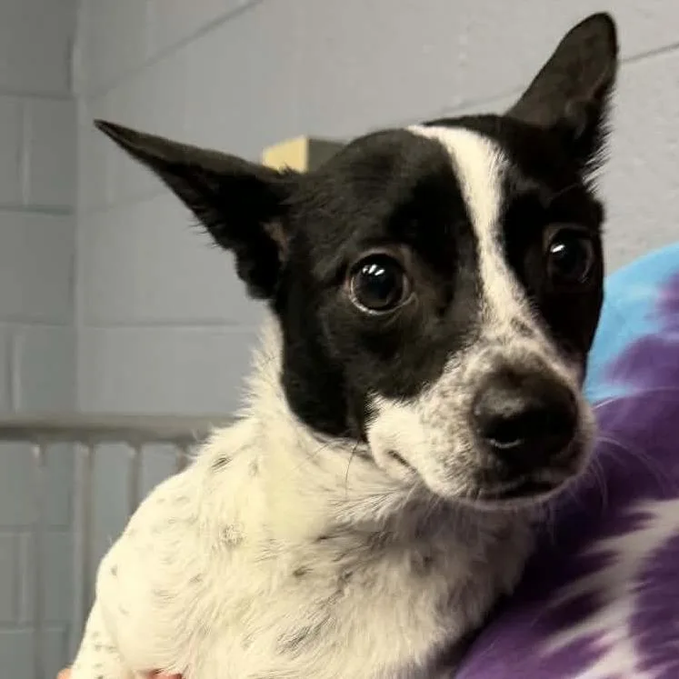 A young small-sized female White / Cream Terrier dog named Bitsy for adoption in Marion, VA
