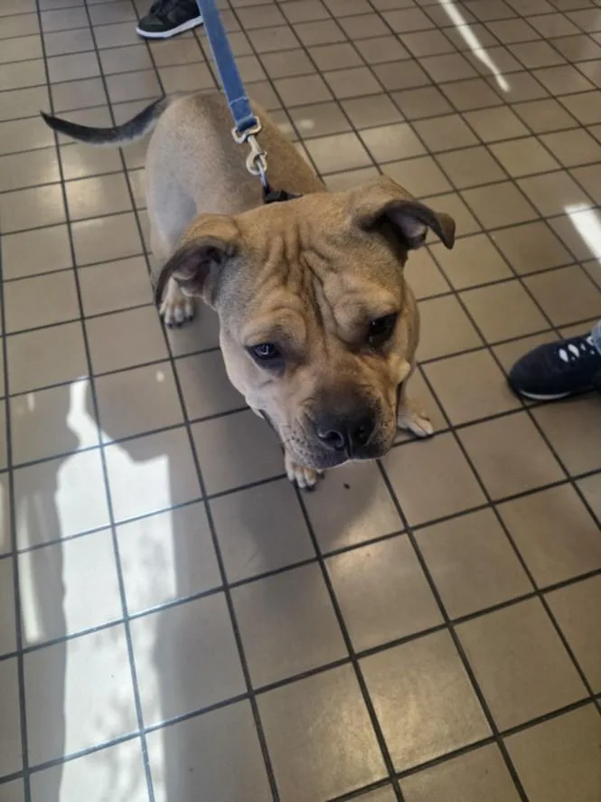 A young medium-sized female American Bulldog dog named A for adoption in Burbank, CA
