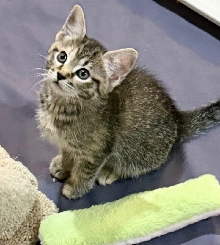 A baby medium-sized female Domestic Short Hair cat named Hickory for adoption in Herndon, VA