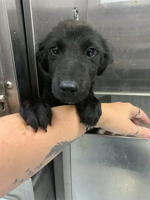 A baby small-sized male Border Collie dog named Rembrandt for adoption in Corpus Christi, TX