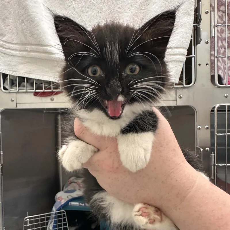A baby small-sized female Black Domestic Short Hair cat named Juice Box for adoption in Enfield, NH