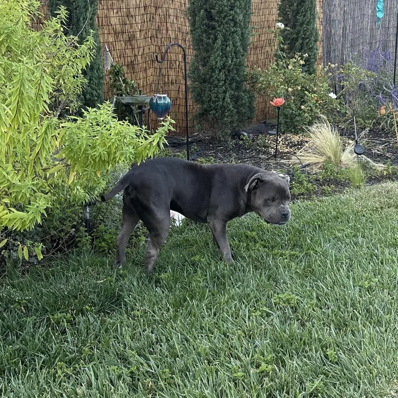 An adult large-sized male Black Pit Bull Terrier dog named Jack for adoption in La Mesa, CA