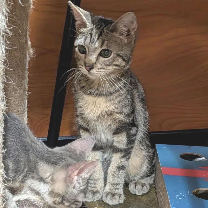 A baby small-sized male Brown / Chocolate Domestic Short Hair cat named Phillipe for adoption in Hemet, CA