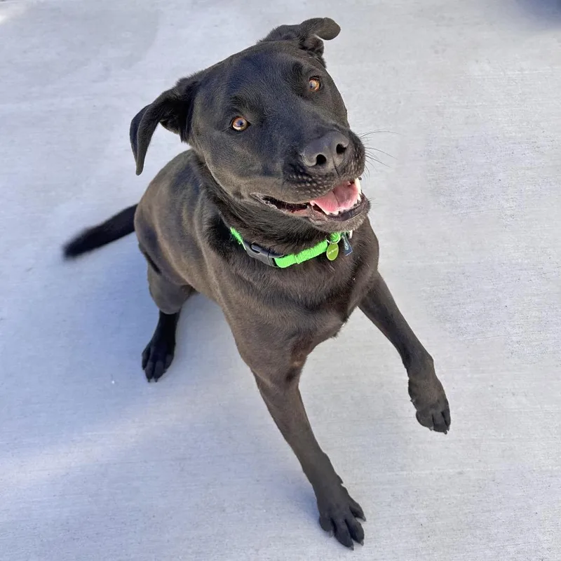 An adult large-sized male Black Mixed Breed dog named Ozzy for adoption in Hailey, ID