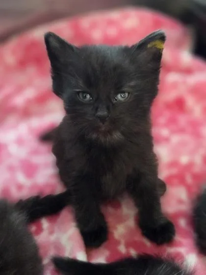 A baby small-sized female Domestic Short Hair cat named Serena for adoption in Westland, MI